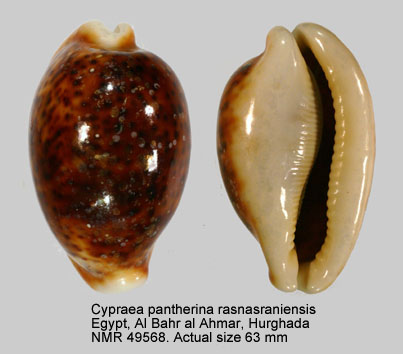 Cypraea pantherina rasnasraniensis.jpg - Cypraea pantherina rasnasraniensisHeiman & Mienis,2001